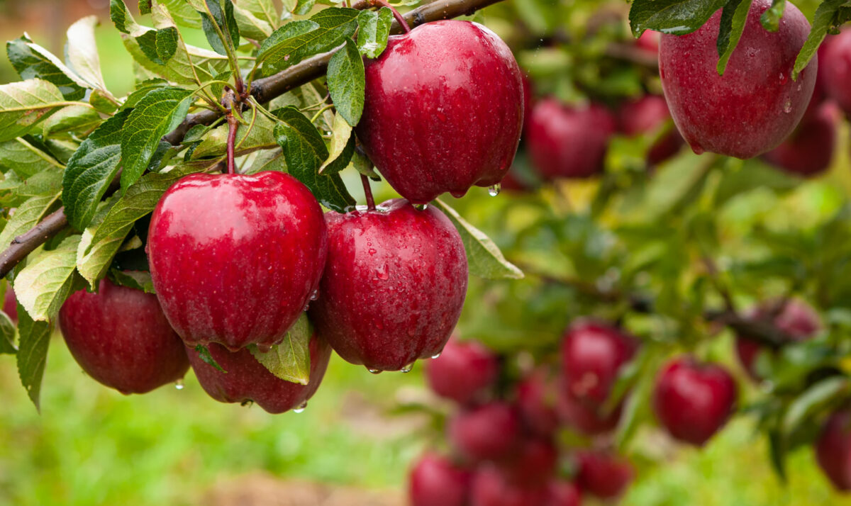Apple Growers Remain Cautious