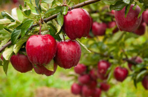 Apple Growers Have A Positive Outlook
