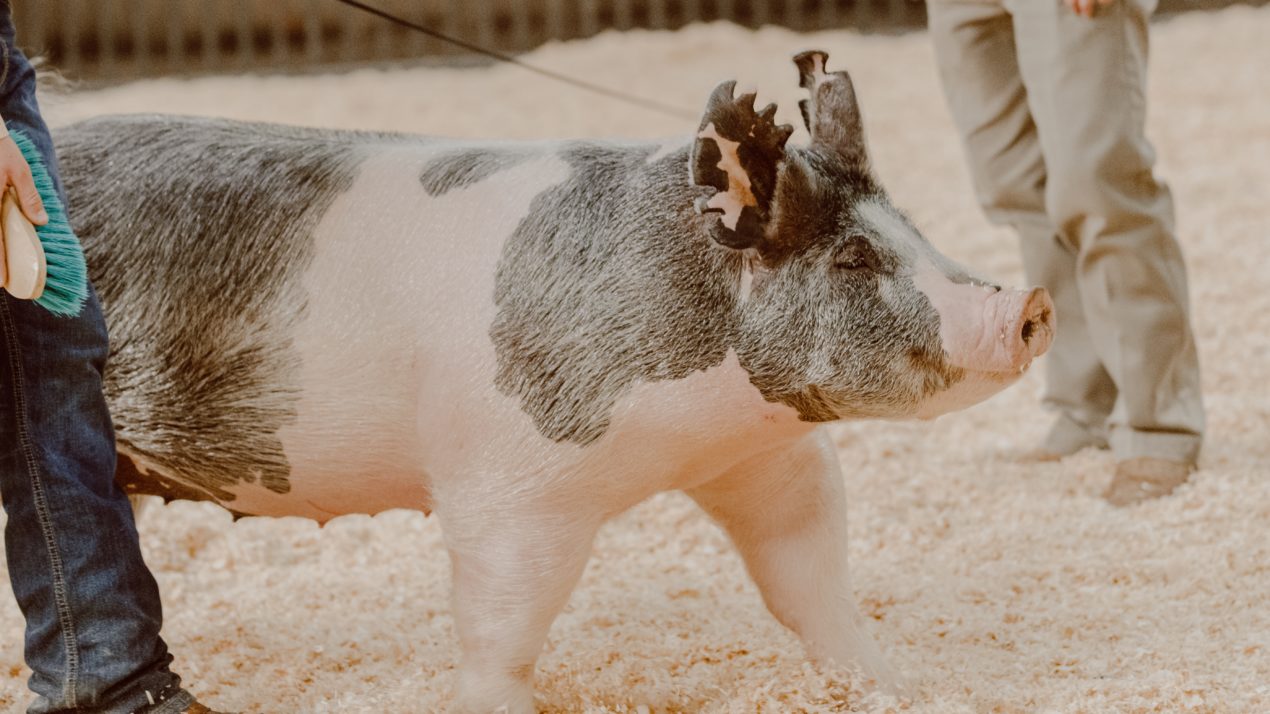 Hog Exhibitors Feel Financial Impact