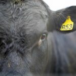 Close,Up,Of,Stud,Beef,Bulls,,Cows,And,Calves,Grazing