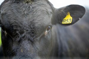 WBIA Bull Test Sale Sees Success