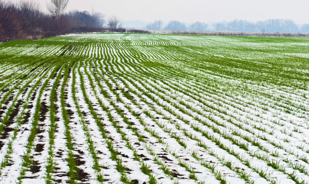 Shrinking Snowpack – Concern For Wheat