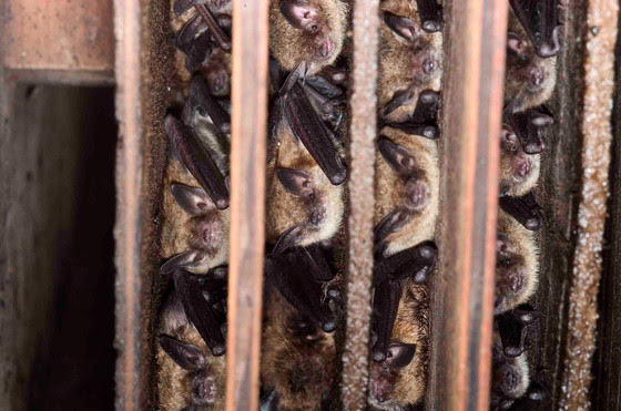 Wisconsin Bats Are Waking Up