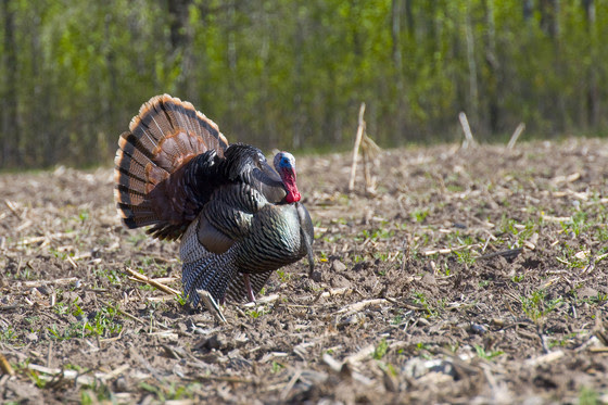 More Chances To Get A Spring Turkey