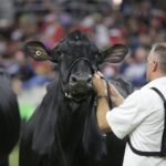 Wisconsin Herds Dominate Award
