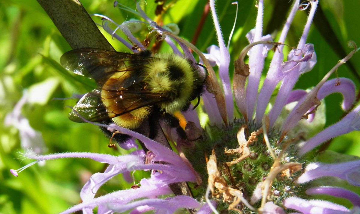 Thinking About Boosting Pollinators?