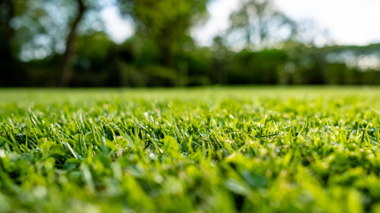 Mowing Grass – Ideal Height??