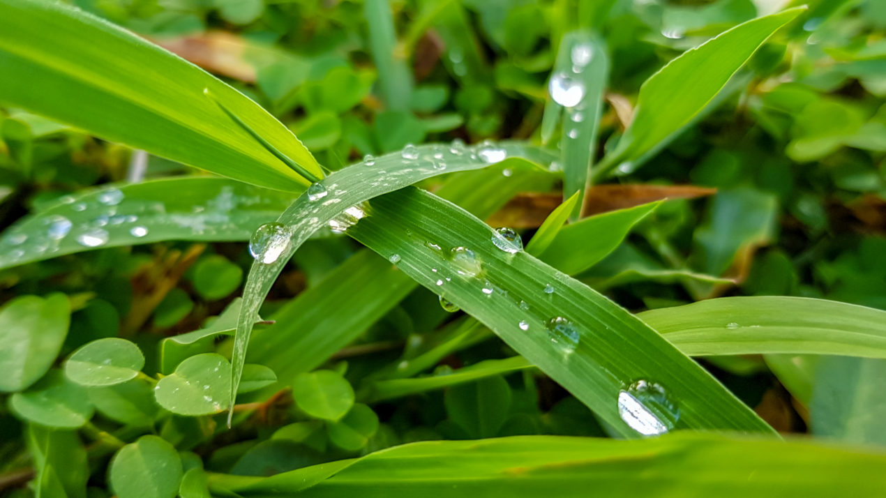 Allowing Early Termination On Some Acres