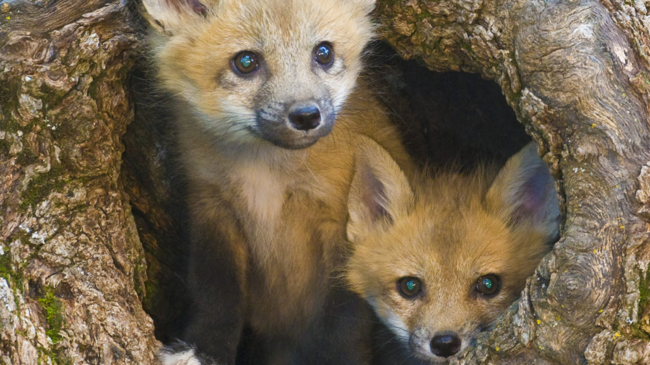 Fox Kits Test Positive for HPAI