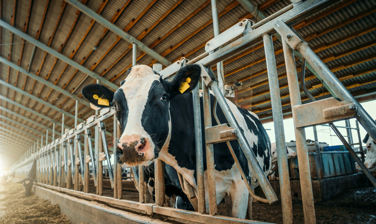 Wisconsin Milk Production Grows
