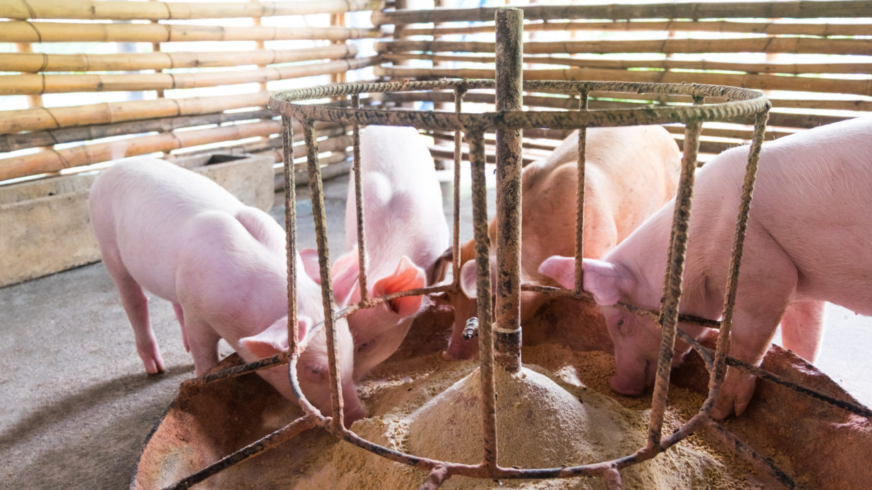 Pork Producers Continue to Struggle