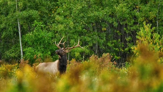 8th Annual WI Elk Season Opens Oct. 18