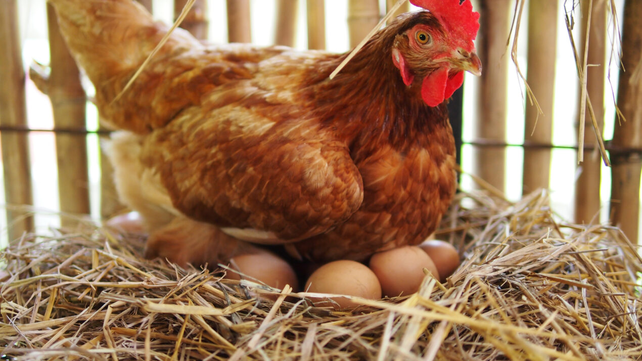 Egg Production Falls From 2021