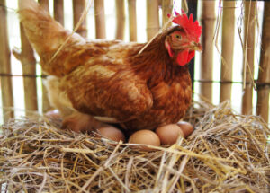 Egg Production Falls From 2021