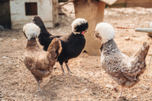 DATCP Gives Avian Influenza Update