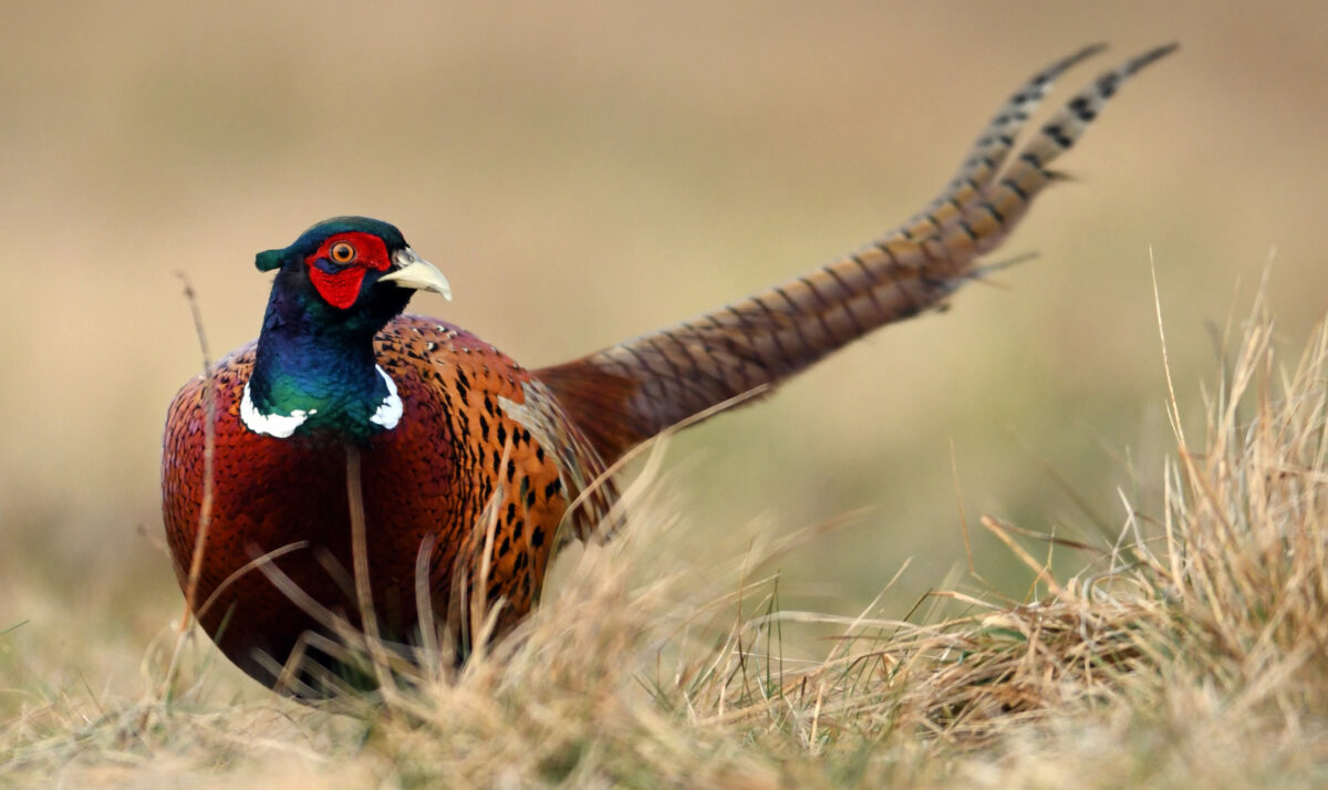 Pheasant Stocking Increases Hunting Opportunities