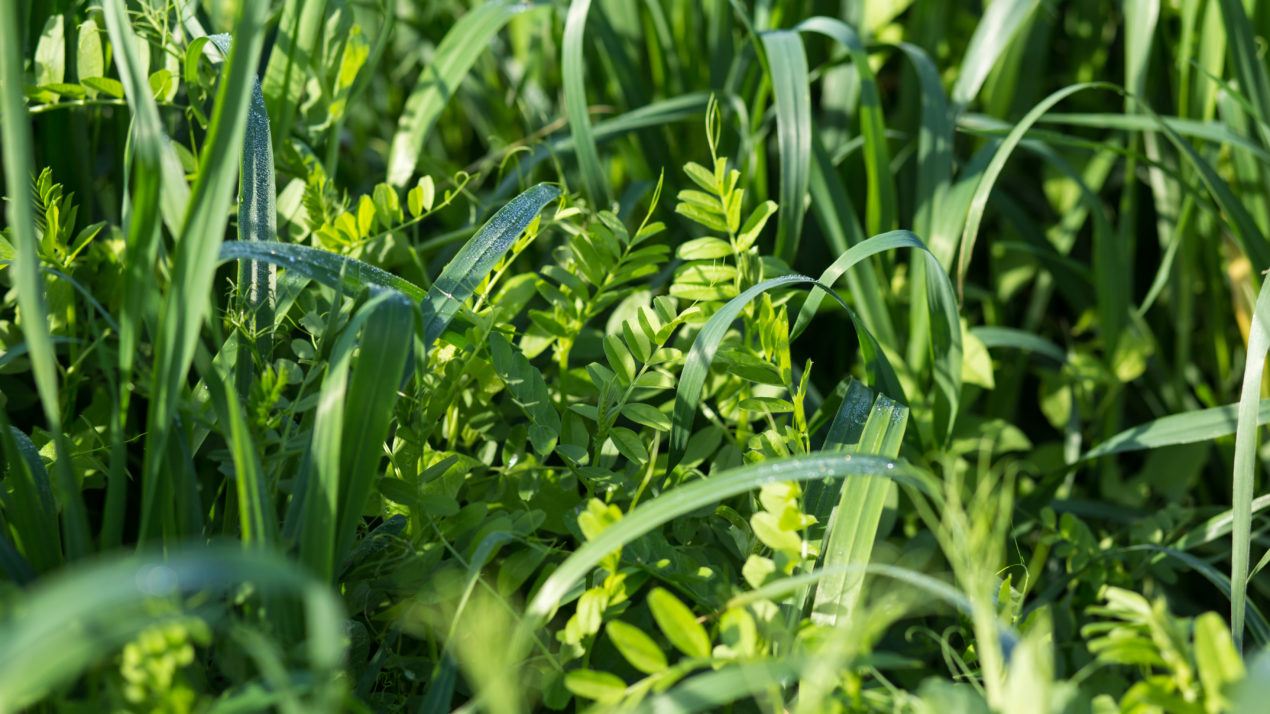 From Fields to Data: Wisconsin’s Cover Crop Survey