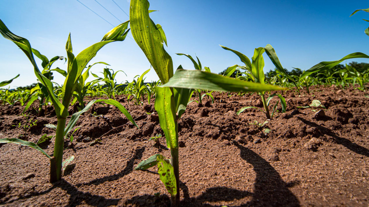 Crops Slip Slightly