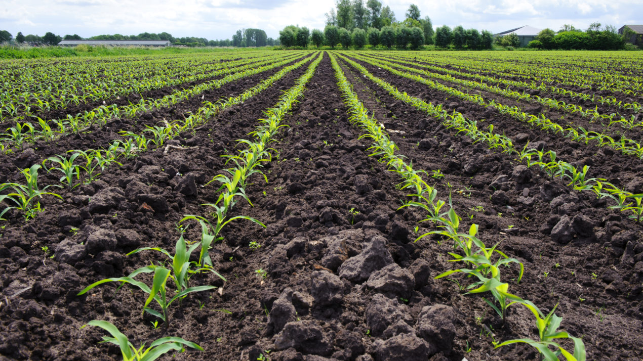 Corn Nearly Done, Soybeans Close Behind