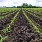 Report Shows Less Corn, More Soybeans In 2024
