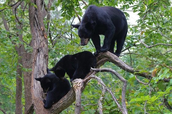 Avoid Potential Conflicts With Black Bears