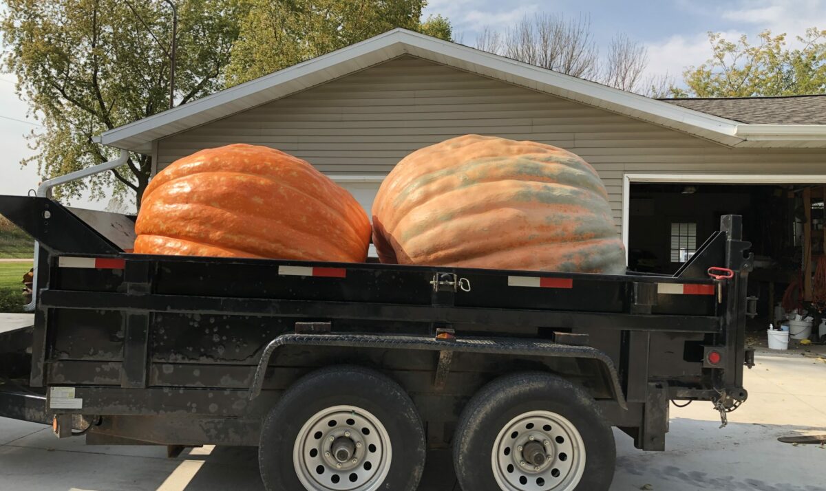 Giant Pumpkin Producers Hard At Work