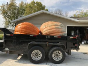 Giant Pumpkin Producers Hard At Work