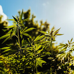 Hemp Crop Looks Good