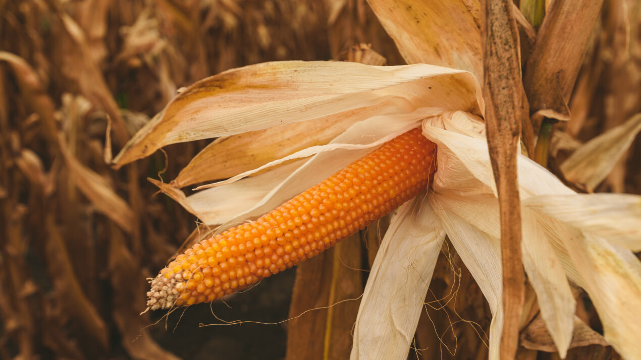 Wisconsin Corn Yields Expected To Fall