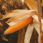 Popcorn,Cob,In,Cultivated,Field,Is,Ready,For,Harvesting, yield