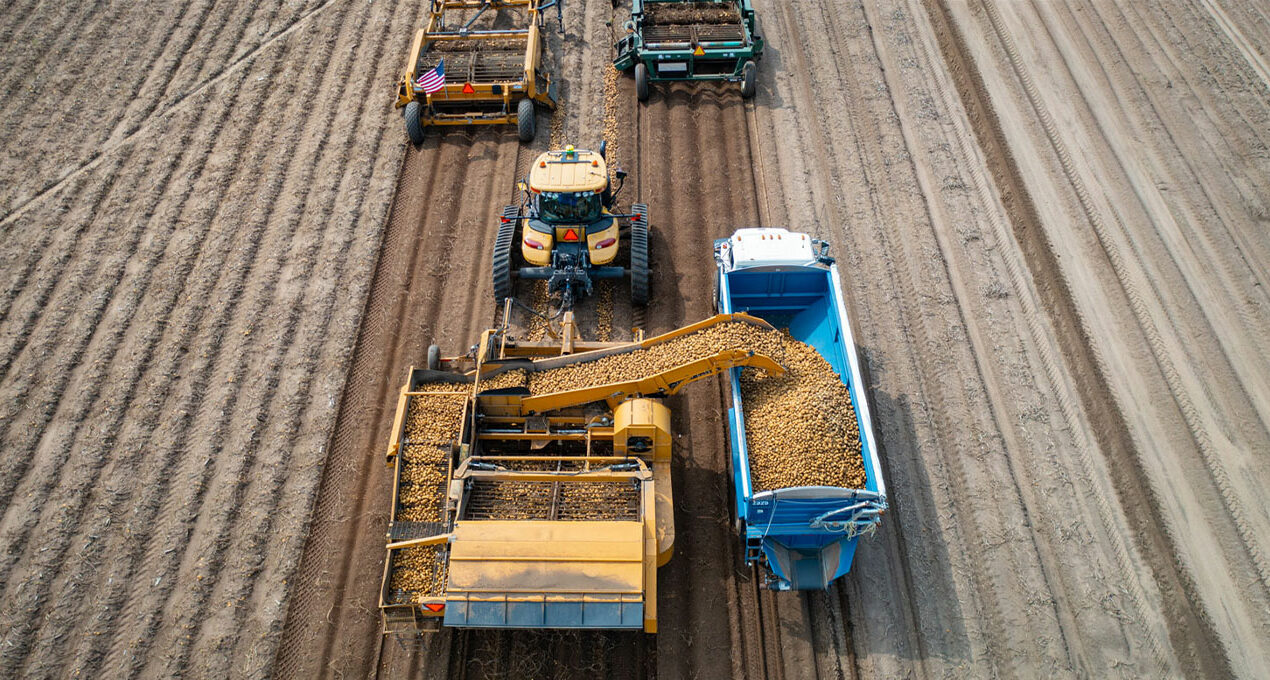 Yellow Potato Harvest Underway