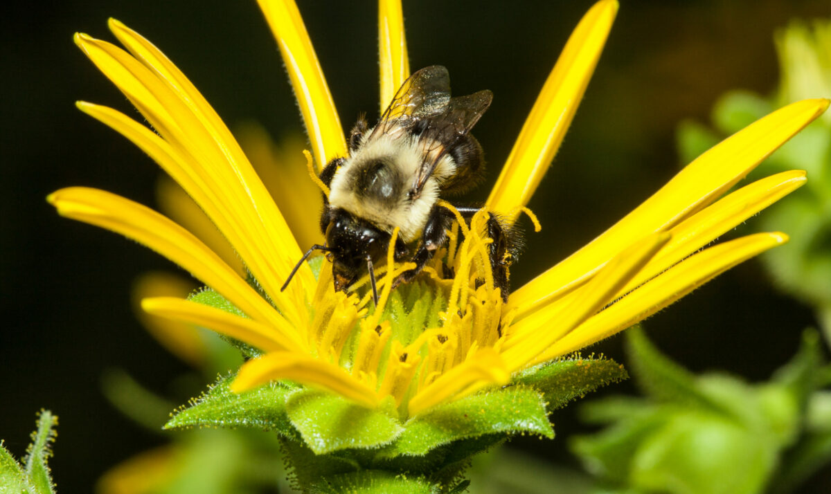 Managing Pests & Pollinators