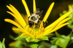 Managing Pests & Pollinators