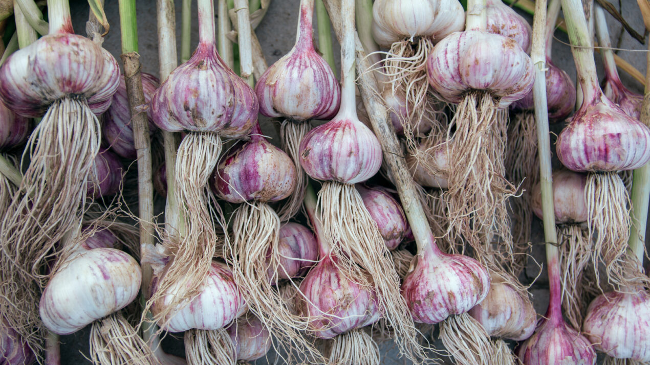 Garlic Looks Great