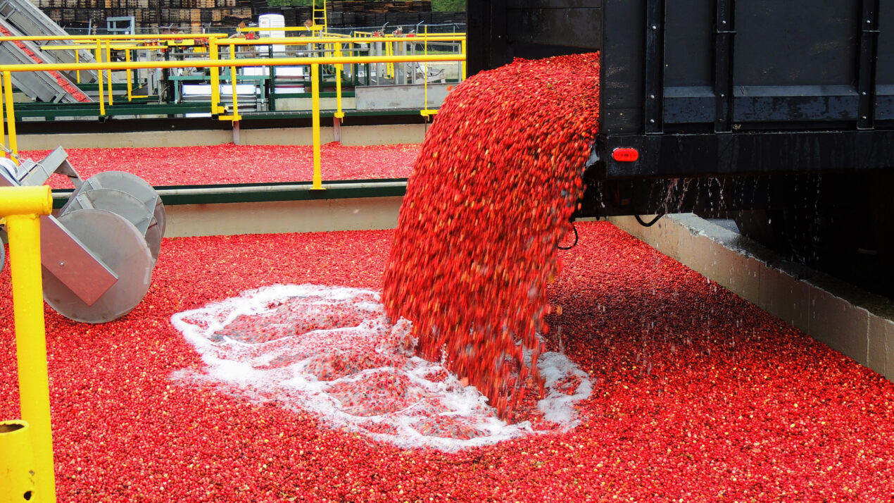 Nomination Period Open for Wisconsin Cranberry Board
