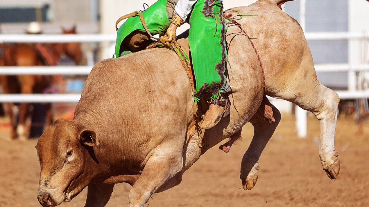 Raising Rodeo Stock Takes Special Care