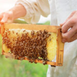 The,Beekeeper,Holds,A,Honey,Cell,With,Bees,In,His