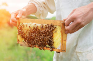 Veterans Continue Serving Through Beekeeping