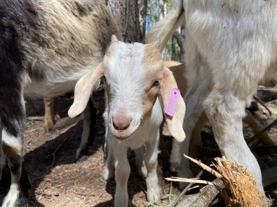 DNR’s Newest Land Managers – Goats