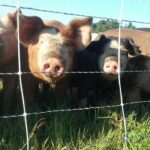 pigs hogs pasture