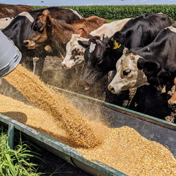 Smart Swaps To Manage Feed Costs