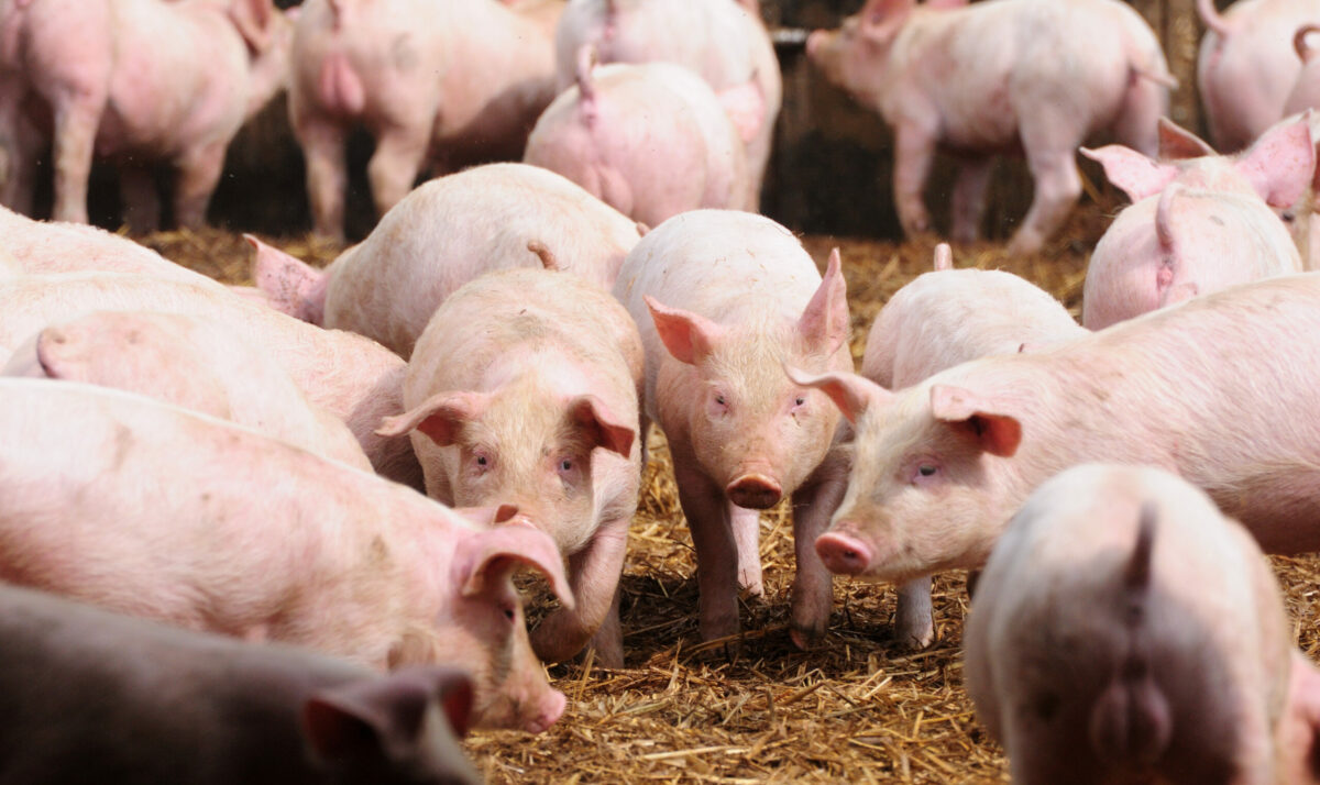 Hog Market Struggles To Find Upward Momentum
