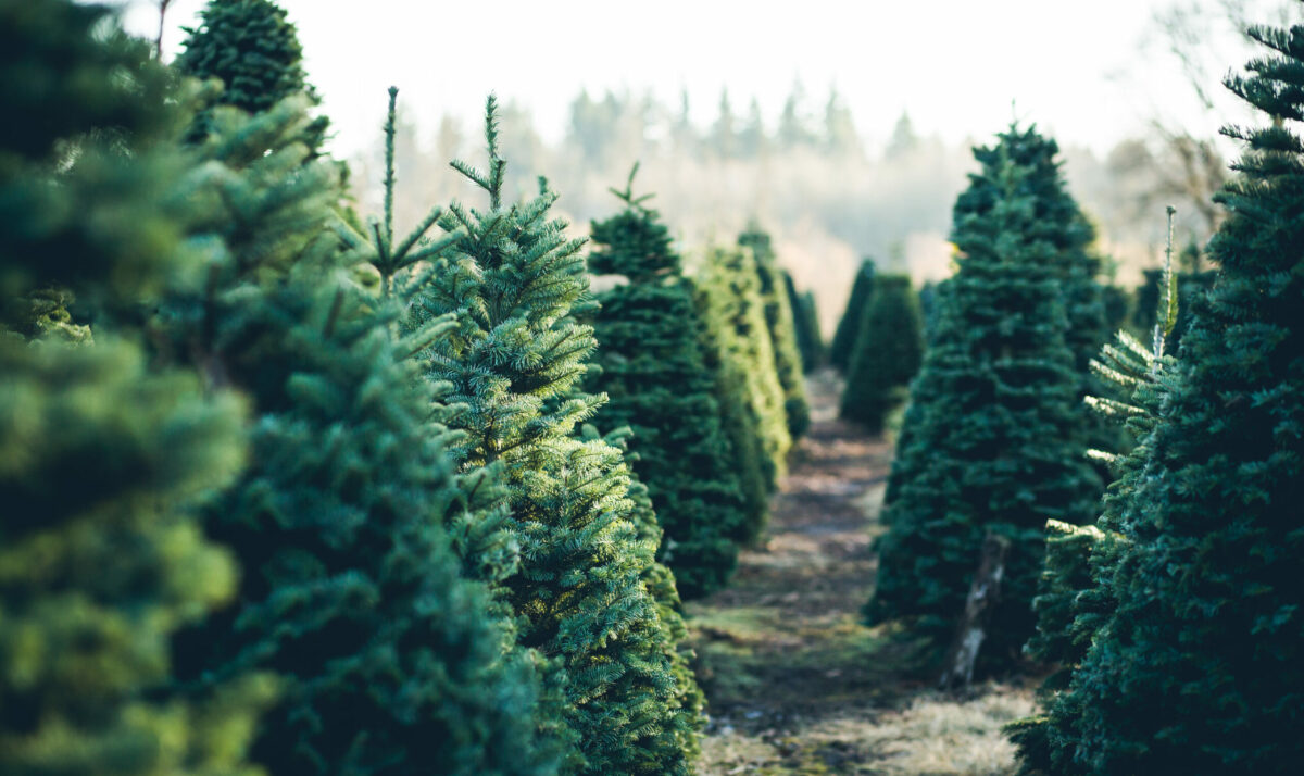 Christmas Tree Growers Ready For You