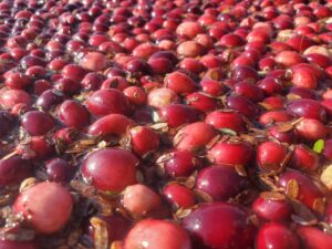 Cranberry Harvest Finishing Up