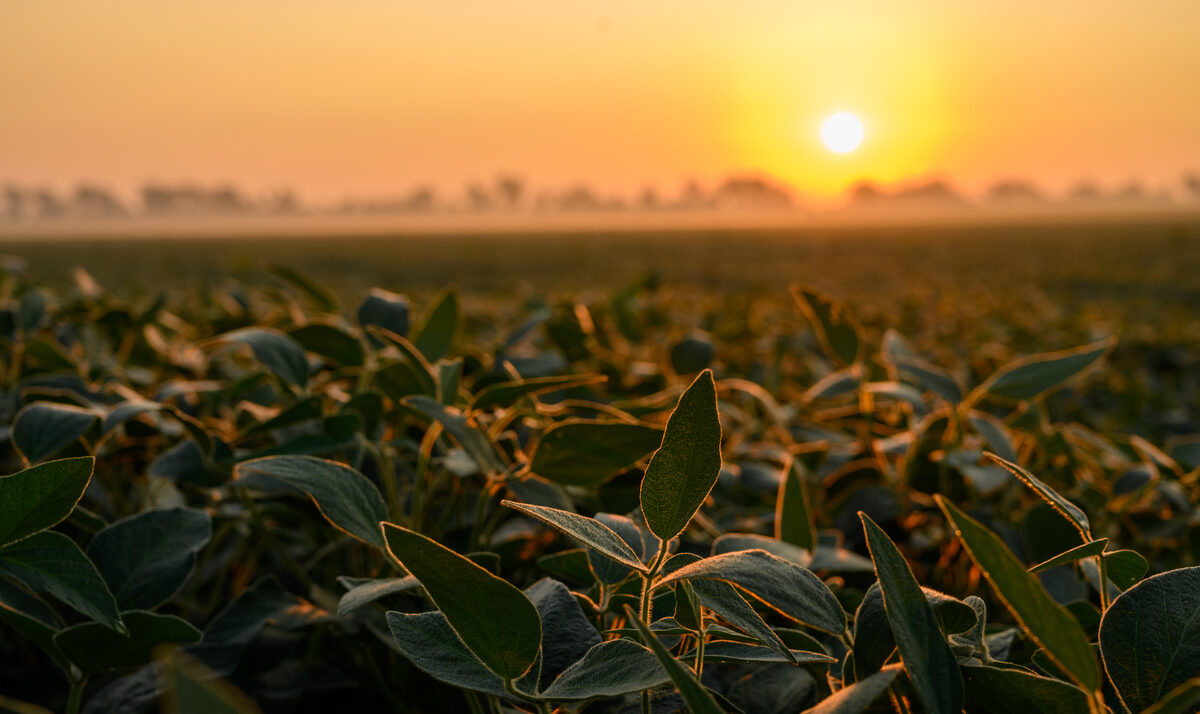Soybean Growers Can Vote Through Aug. 15