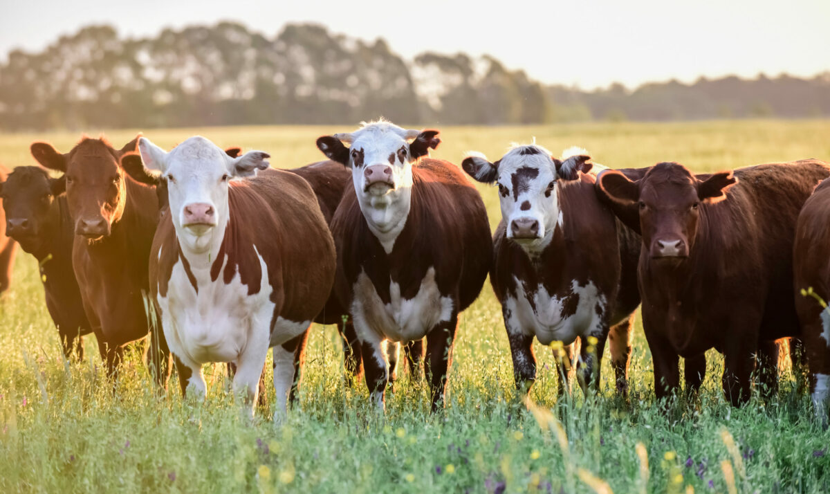 USDA To Help Organic Dairies Cover Increased Costs