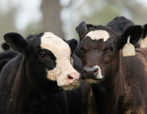 Improving Traits In Beef x Dairy