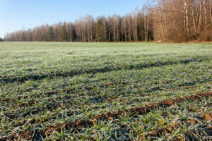 What To Do With Cover Crops This Spring