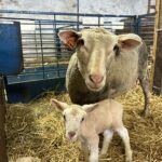 Lambs End Week With Higher Prices