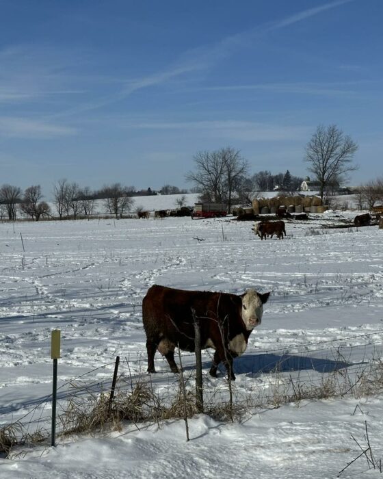 Meet Your National Hereford Queen MidWest Farm Report